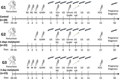 Administration of melatonin prior to modified synchronization protocol improves the productive and reproductive efficiency of Chinese crossbred buffaloes in low breeding season